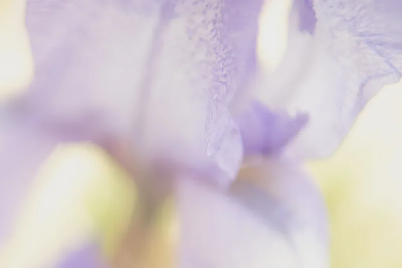 The media file [Karma] is by CallahanFreet.