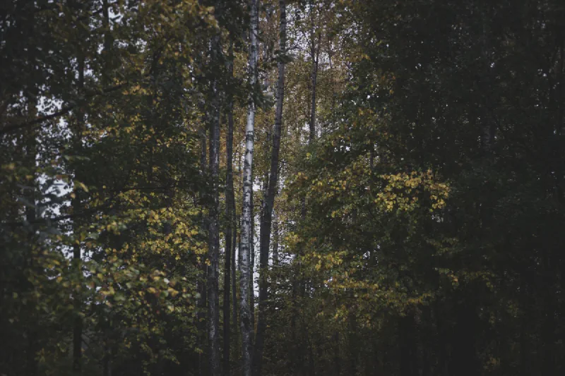 The media file [Who Am I] is by CallahanFreet.