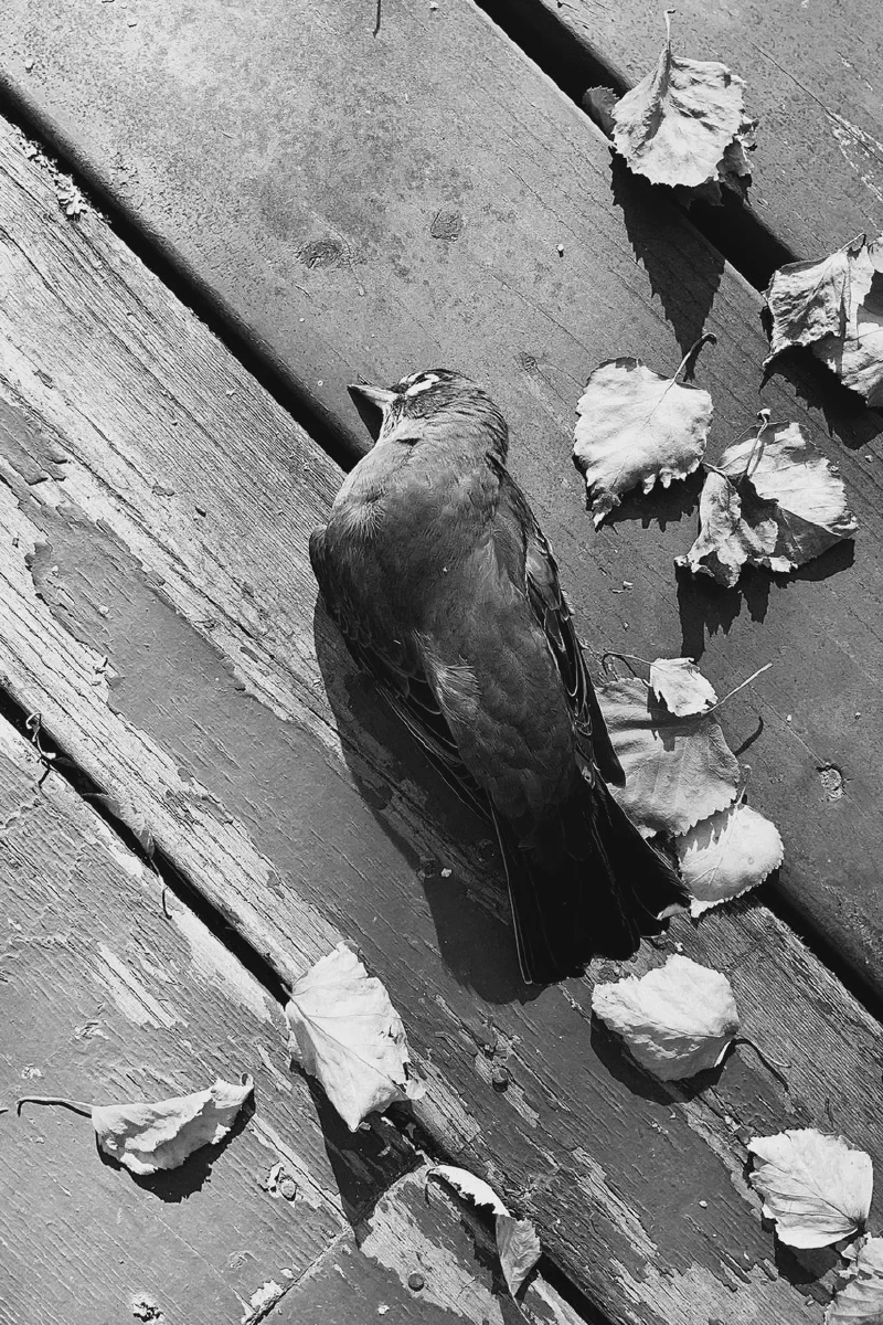 The media file [Technology] is by CallahanFreet.