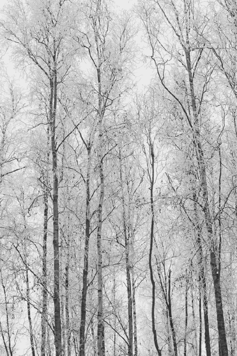 The media file [Random Pictures] is by CallahanFreet.