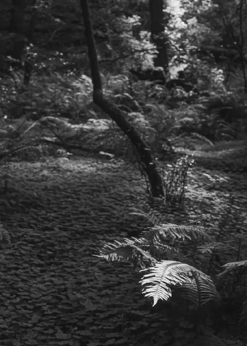 The media file [The One Who Speaks] is by CallahanFreet.