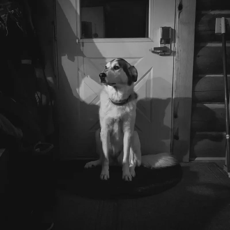 The media file [Sorrowless] is by CallahanFreet.