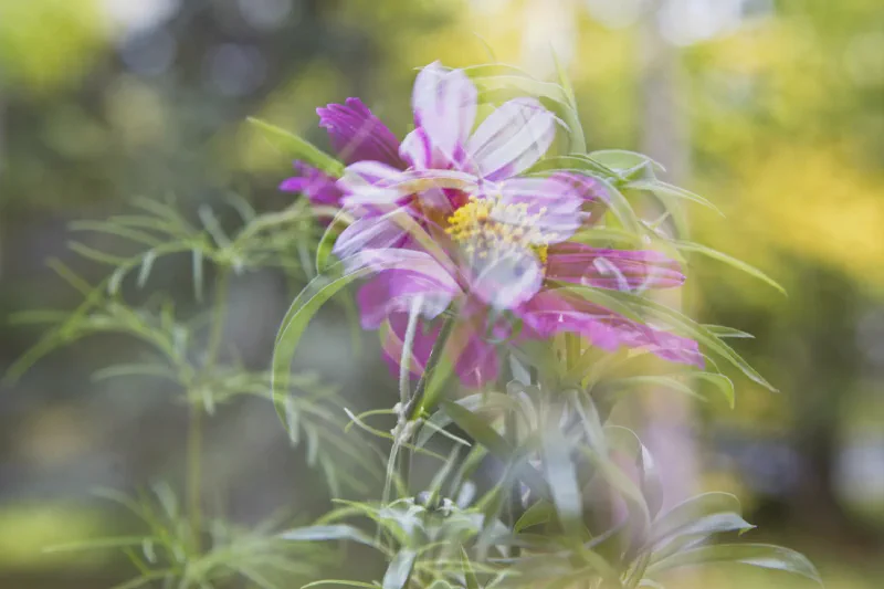 The media file [Reality and Wisdom] is by CallahanFreet.