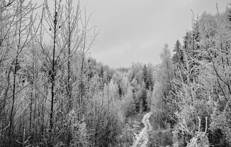 The media file [Thirty Winters] is by CallahanFreet.