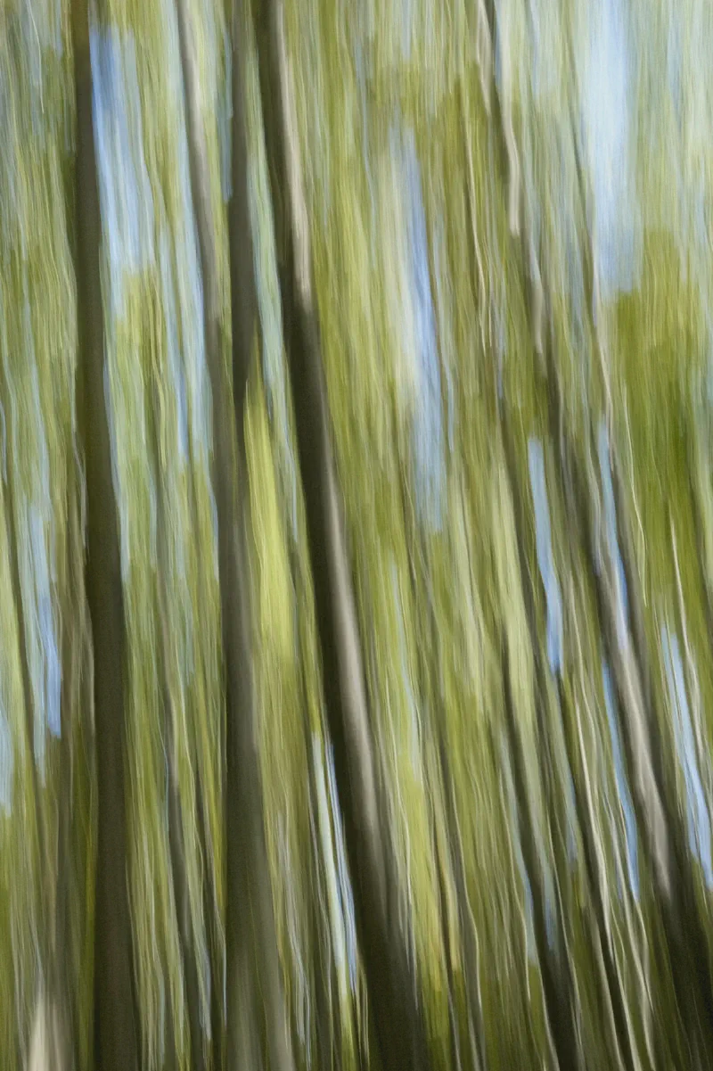 The media file [King of the Fall] is by CallahanFreet.