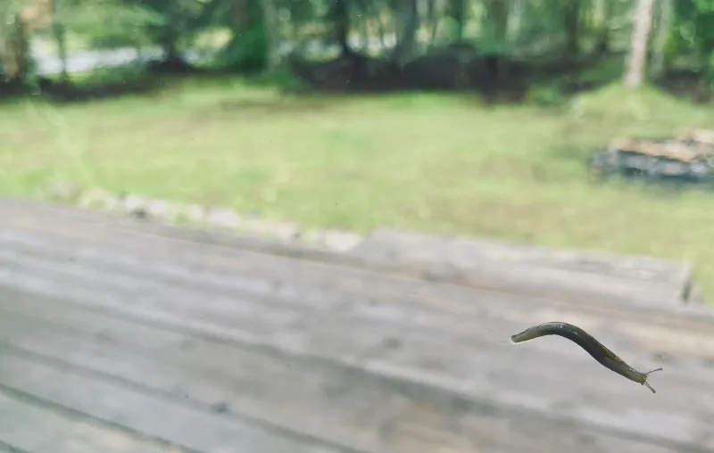 The media file [Slugs] is by CallahanFreet.