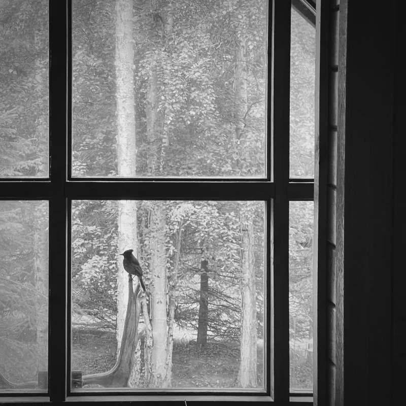 The media file [Who's In Charge?] is by CallahanFreet.