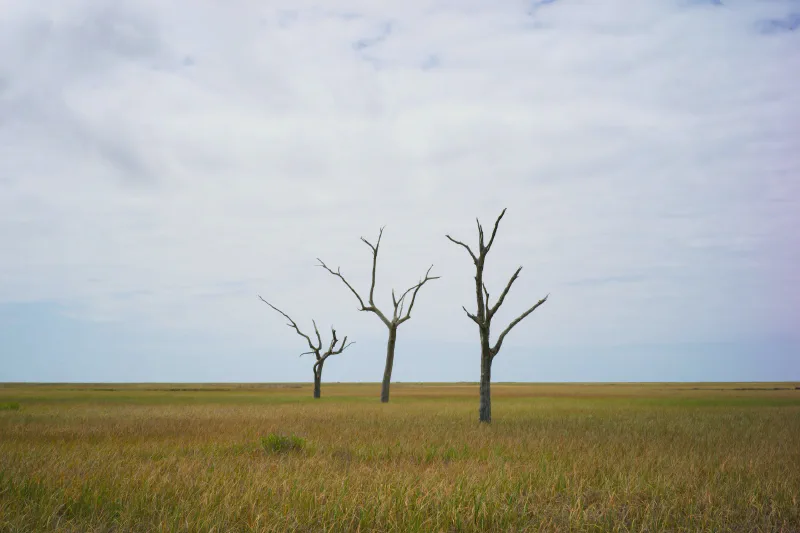 The media file [Deadwood] is by CallahanFreet.