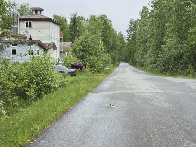 The media file [Moose] is by CallahanFreet.