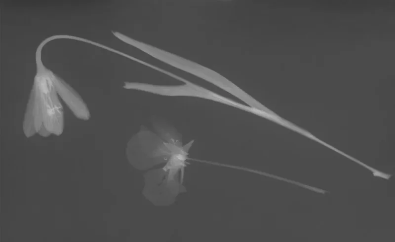 The media file [release.] is by CallahanFreet.